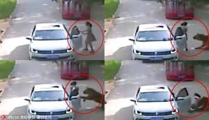 DƏHŞƏTLİ anlar: Şir qızı küçənin ortasından götürüb meşəyə qaçırdı