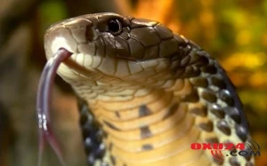 Yuxuda ilan görən gənc qadının başına görün nə gəldi - Yozmalar doğru çıxdı