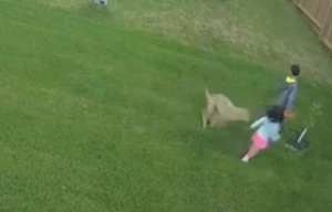 Dəhşətli görüntü kameraya düşdü: Ac çaqqal balaca qıza belə hücum etdi