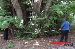 Azərbaycanda 1000 yaşlı ağac: Ona qorxudan heç kim yaxın düşmür