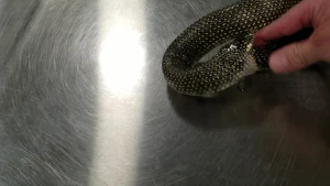 Dəhşətli görüntü! İlan özünü belə yedi