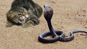 Pişik zəhərli kobra ilə ölüm-dirim savaşına girdi