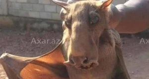 Bakıda qeyri-adi yırtıcı heyvan tapılıb – Foto