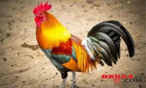 Məhkəmə xoruza gecə banlamağı qadağan etdi