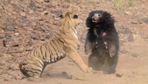Pələngin ayı balasını öldürmək cəhdi ona baha başa gəldi
