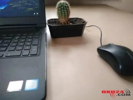 Kompüter şüası və kaktus mifi – Mütəxəssis rəyi