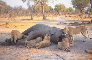 Dəhşətli görüntü: Pələng filin qulağından yapışdı,parçalamaq istədi