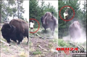 Çöl heyvanı qızı başı ilə vurub havaya uçurdu