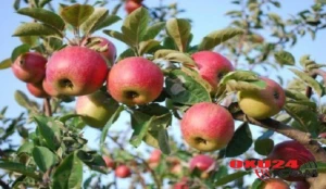 Tədqiqatçı alimlər: “İnsanlar almanı düzgün yemirlər”