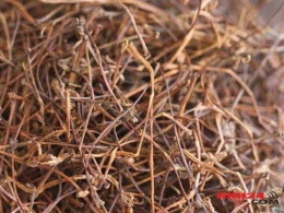 Oynaq ağrılarını və revmatizmi müalicə edən meyvə saplağının MÖCÜZƏVİ FAYDALARI