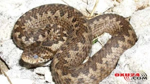 Ağdaşda 5,5 metr uzunluğunda ilan öldürüldü - FOTO