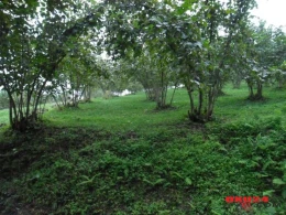 "Qara yara" torpaqdan da yoluxur" - Agentlik