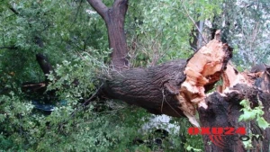 Güclü külək Bakıda ağacları aşırdı - FOTO