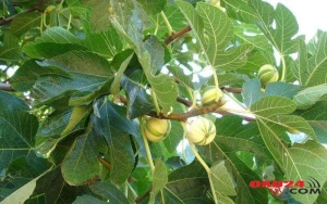 3 əncir yarpağı - Şəkər və ürək xəstəliklərində