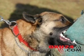 2 nəfəri it dişlədi - SUMQAYITDA