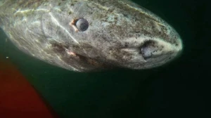 Alimlər ŞOKDA - 500 yaşlı akula tapıldı / Foto