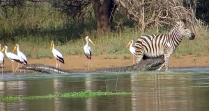 Vahiməli görüntü: Timsah zebranın ayağını qopardı
