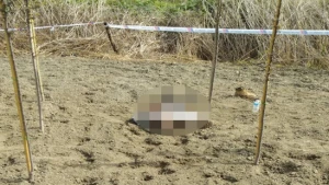 Azərbaycanda QORXUNC HADİSƏ: Bakıdan Nabrana getdi - Daşla öldürüldü