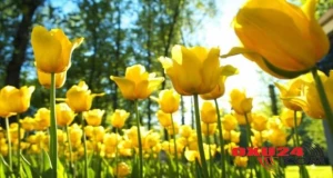 18 avqust tarixinə hava proqnozu