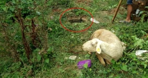 Qurbanlıq üçün gətirilən qoyun qaçdı: Görün sonra hansı vəziyyətdə tapıldı