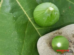 Əncir südünün sağlamlığa 10 faydası - Ən qiymətli süddür