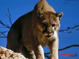 Aslan 8 yaşlı qızı parçalamaq istədi, amma... - İnanılmaz hadisə