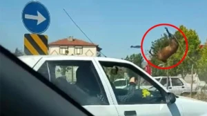 Qorxunc anlar kamerada: Maşın  atı vurub havaya qaldırdı