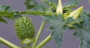 Azərbaycanda bitən bu bitki adamı DƏLİ EDİR - DİQQƏT!