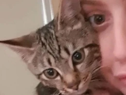 Pişiyin ayağı telefona dəydi, qızın çəkdirdiyi lüt şəkillər internetə düşdü