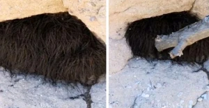 Tüklü  canlıya  çubuqla  toxunan  turistlər  pəşman oldu!