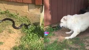 Собаки захотели спасти хозяйку от змеи, но все пошло не так - видео