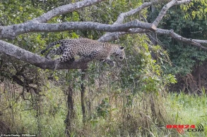 The moment a Jaguar kills a crocodile by leaping into a RIVER and wrestling it to death in incredible video