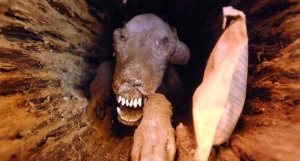 Kəsdikləri ağacın içərisindən elə şey tapdılar ki, dünya ŞOK oldu