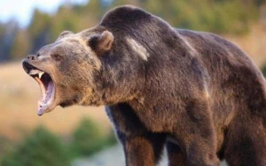 İsmayıllıda ayı kəndə hücum etdi - Yaralı var
