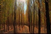 Payız depressiyasının səbəbləri