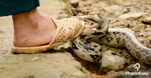 Qorxunc görüntü: Siçanı ilana yedizdirmək istəyən kişi faciə yaşadı