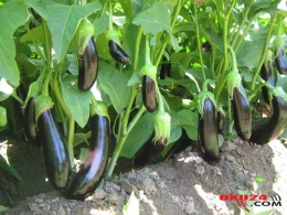 Badımcanın saplaqlarını atmayın, faydalıymış