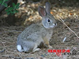 Dovşan ətini yemək olarmı?