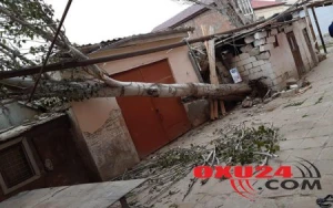 Ağac aşdı, 120 abonent qazsız qaldı