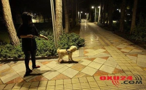 Tehranda it gəzdirmək qadağandır