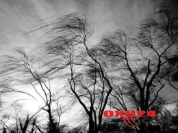 Göyçayda güclü külək bir sıra fəsadlar törədib