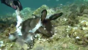 Dəhşətli görüntü: Dəniz ilbizi dovşanı parçaladı