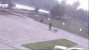 Dəhşətli hadisə: İtləri gəzdirən kişi faciəli şəkildə öldü