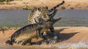 Yaquar timsahı iki saniyəyə öldürdü