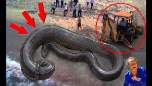 Dəhşətli görüntü:Başı bədənindən ayrılan ilan adama hücum etdi