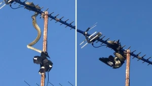 Qorxunc görüntü: Qışqırtıya çölə çıxan qadın gördüklərindən şoka düşdü