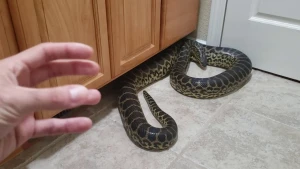 Dəhşətli görüntü: Tualetdən nəhəng ilan çıxdı kişiə hücum etdi