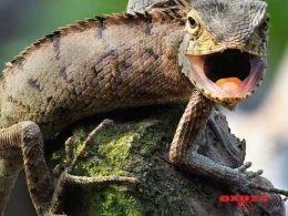 İnsan da kərtənkələ kimi qığırdaq toxumunu bərpa edə bilər - Tibdə ŞOK