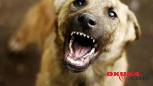 Bakıda it dişləməsindən ölən dörd yaşlı uşaqla bağlı - TƏFƏRRÜAT