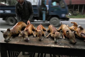 Çin haqqında şok faktlar - 4 milyon pişik yeyib, itləri...